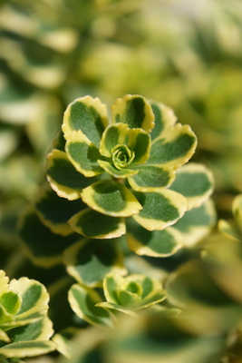 Sedum Little Gecko