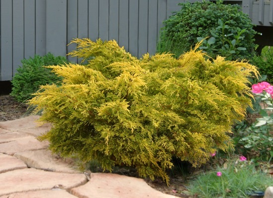 Juniperus-Lemon Pfizz_Garden