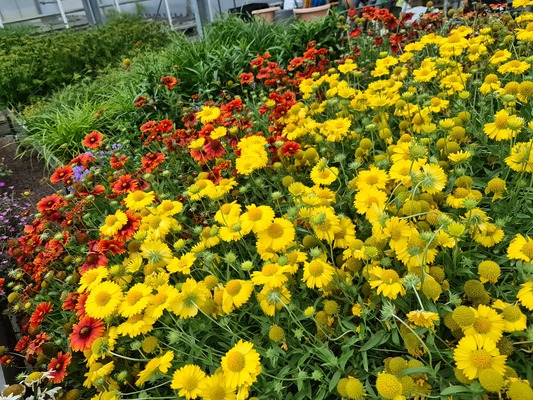 Gaillardia Sun Buddies Gold