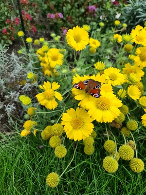Gaillardia Sun Buddies Gold
