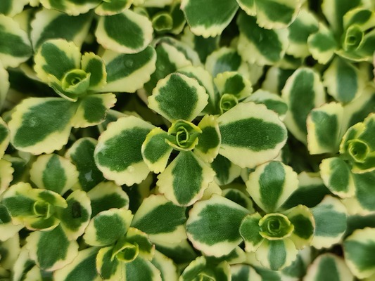 Sedum Little Gecko