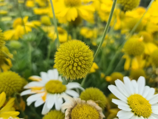 Gaillardia Sun Buddies Gold