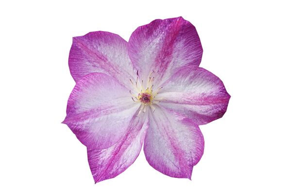 Clematis Pernille