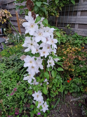 Clematis Guersey Flute