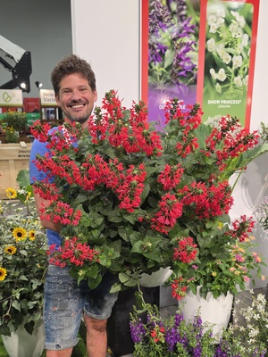 Salvia Unplugged Red