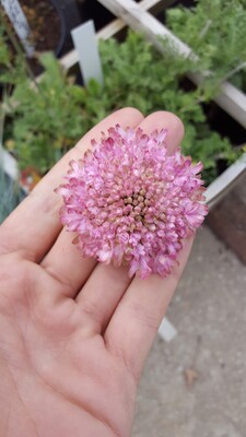 Concept Plants | Scabiosa Raspberry Kisses ('Pmoore02') PP28,772