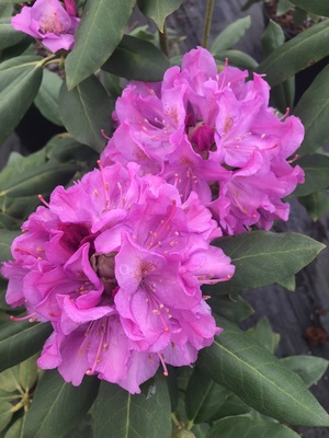 Rhododendron Royal Resilience