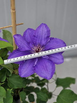 Clematis Lindsay