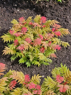 Sorbaria Crimson Feather
