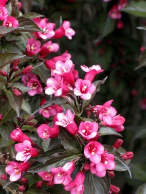 Weigela-Merlot Pink_Flowers