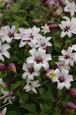 angreb Sightseeing mord Concept Plants | Clematis Princess Kate ('Zoprika') PP23,850