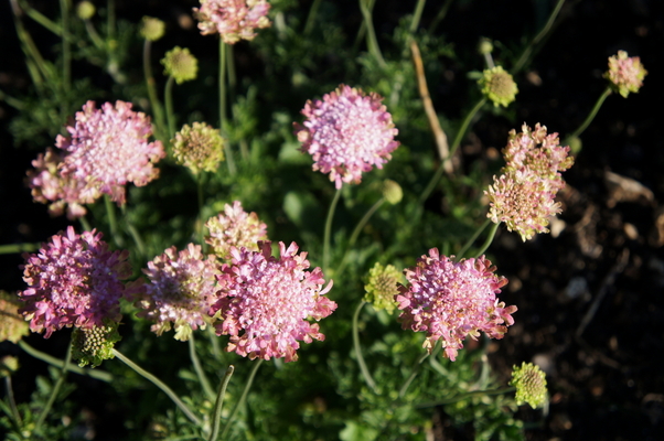 Concept Plants | Scabiosa Raspberry Kisses ('Pmoore02') PP28,772