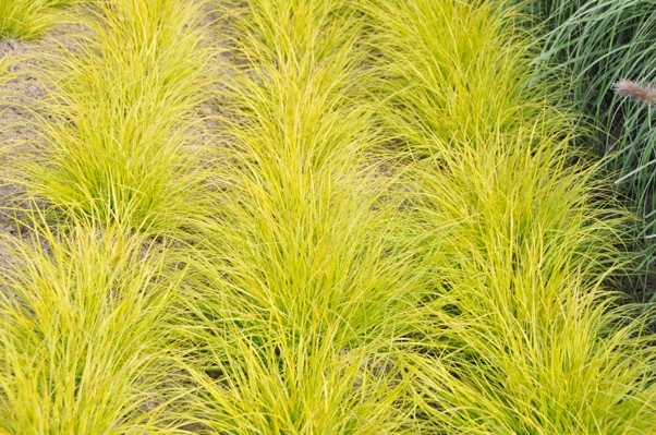 Pennisetum-Lumen Gold_Foliage