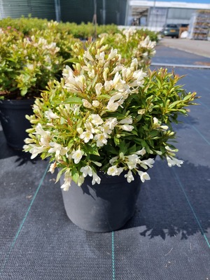 Weigela Picobella Bianco