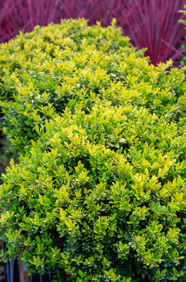 Ilex Touch of Gold