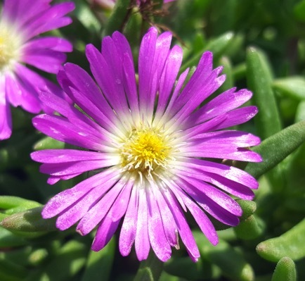 Delosperma-Purple_Close up flower