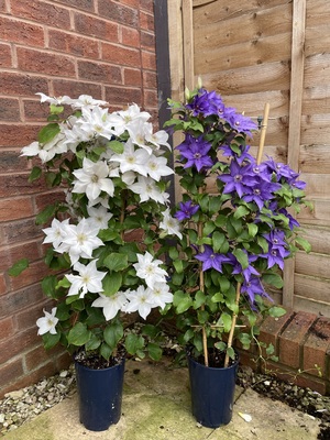 Clematis Lindsay