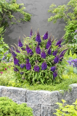 Buddleja-Little Purple_Garden