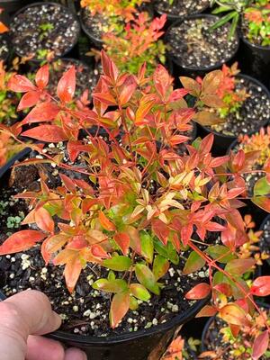 Nandina Sunset Boulevard