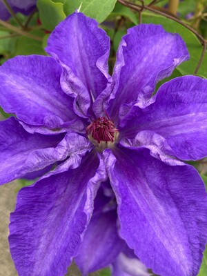 Clematis Lindsay