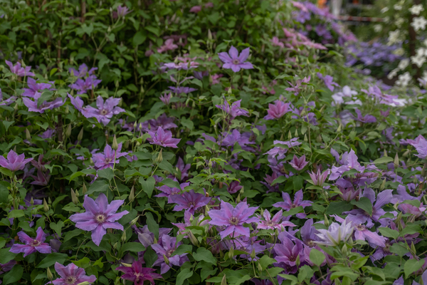 Clematis Tumaini