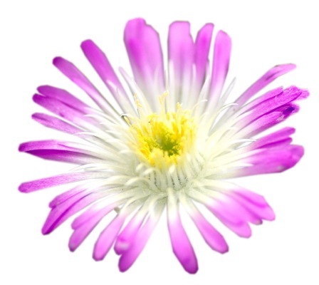 Delosperma-Violet Wonder_Close up flower