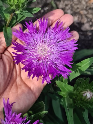 Stokesia Amethyst