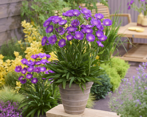 Stokesia Amethyst