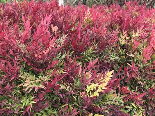 Nandina Colorscape