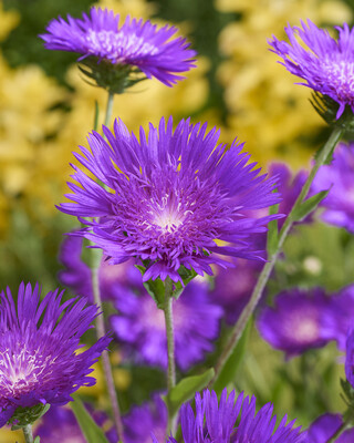 Stokesia Amethyst