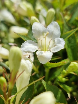 Weigela Picobella Bianco