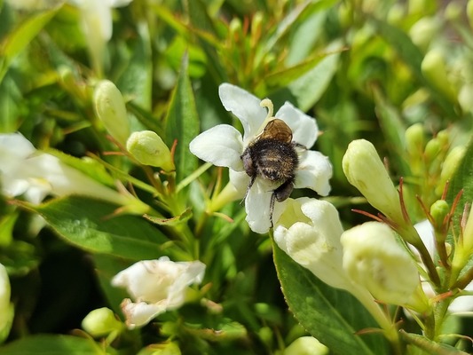 Weigela Picobella Bianco