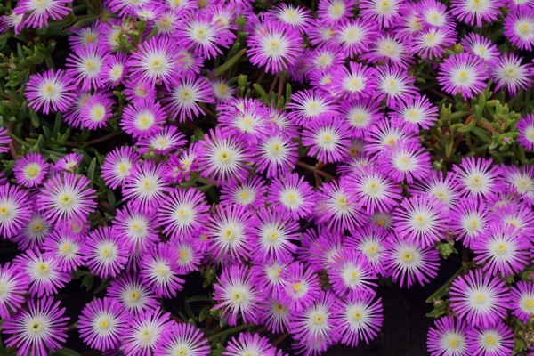 Delosperma-Violet Wonder_Flower