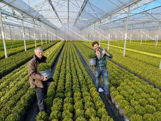 Concept Plants | Buxus Better Boxwood Renaissance ('HER2009B01')