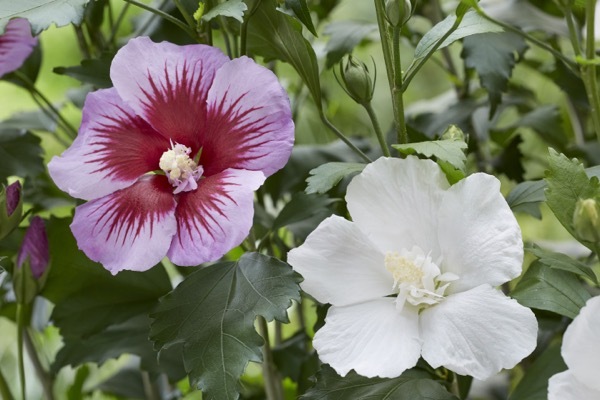 Hibiscus-Flower Tower White_Flower