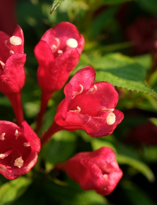 Weigela Picobella Rosso