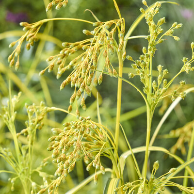 Scirpus Stars and Stripes
