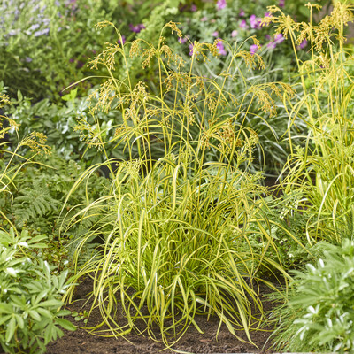 Scirpus Stars and Stripes