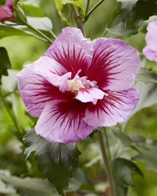 Hibiscus-Flower Tower Purple_Close up flower