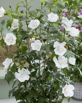 Hibiscus-Flower Tower White_Flower