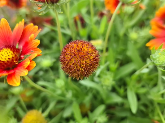 Gaillardia Sun Buddies Red