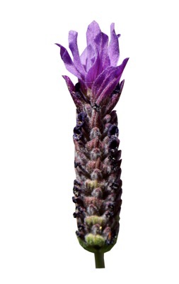 Lavandula-Lusi Purple_Close up flower