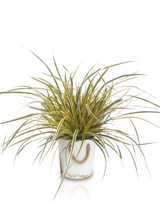 Carex-Everglow_Pot