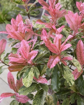 Photinia-Pink Crispy_Foliage