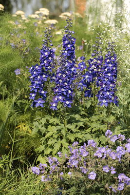 Delphiniium Delgenius Blue Fabulosa