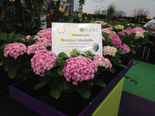 Hydrangea-Perfection_Medals