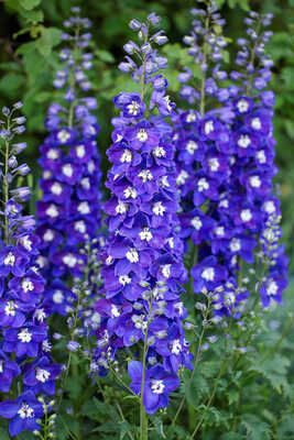 Delphiniium Delgenius Blue Fabulosa
