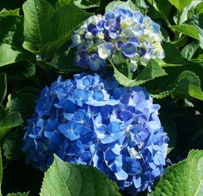 Hydrangea-Blue Heaven_Flowers