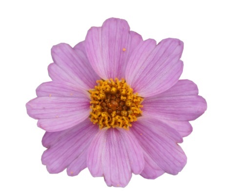 Coreopsis-Twinklebells Pink_Close up flower