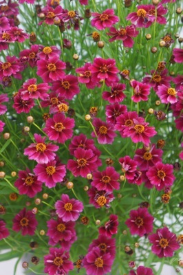 Coreopsis-Twinklebells Purple_Flower